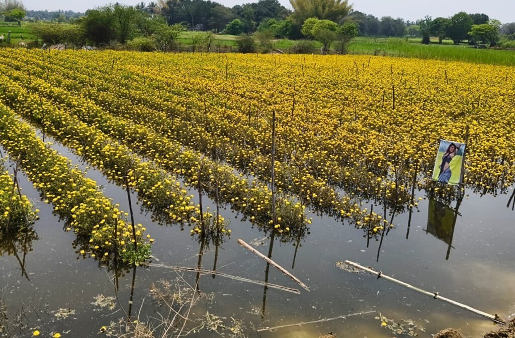 అధికారుల నిర్లక్షం పూలతోటల్లోకి నీరు