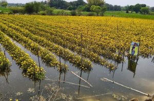 అధికారుల నిర్లక్షం పూలతోటల్లోకి నీరు