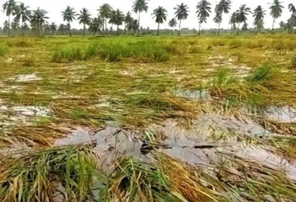 రాష్ట్రంలో అకాల వర్షాలకు పంట నష్టం