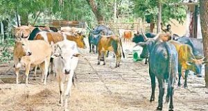 ఉచితంగా పశువులకు గాలికుంటు వ్యాధి టీకాలు