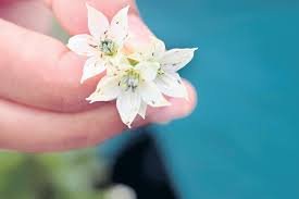 తామర పురుగు నివారణకు వేపనూనేను వినియోగించాలి