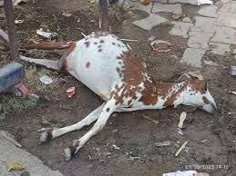 విద్యుత్‌షాక్‌తో మేకపిల్ల మృతి