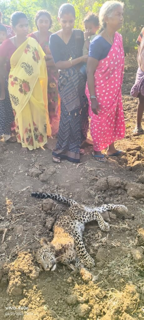 కుక్కల దాడిలో చిరుత పులి మృతి