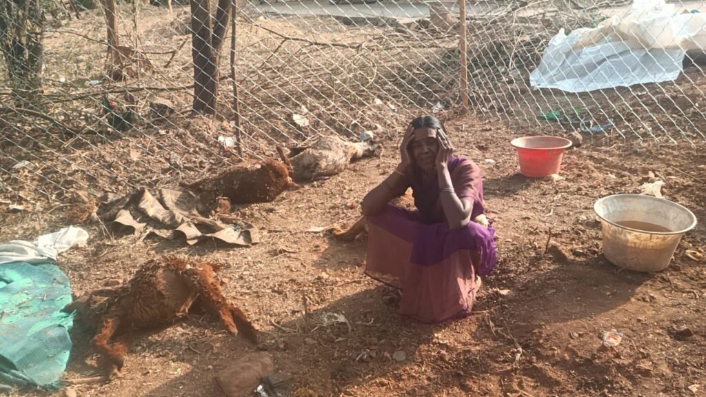 నల్లగుట్టపల్లిలో వీధి కుక్కల దాడి: 14 పొట్టేళ్లు మృతి