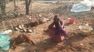 నల్లగుట్టపల్లిలో వీధి కుక్కల దాడి: 14 పొట్టేళ్లు మృతి