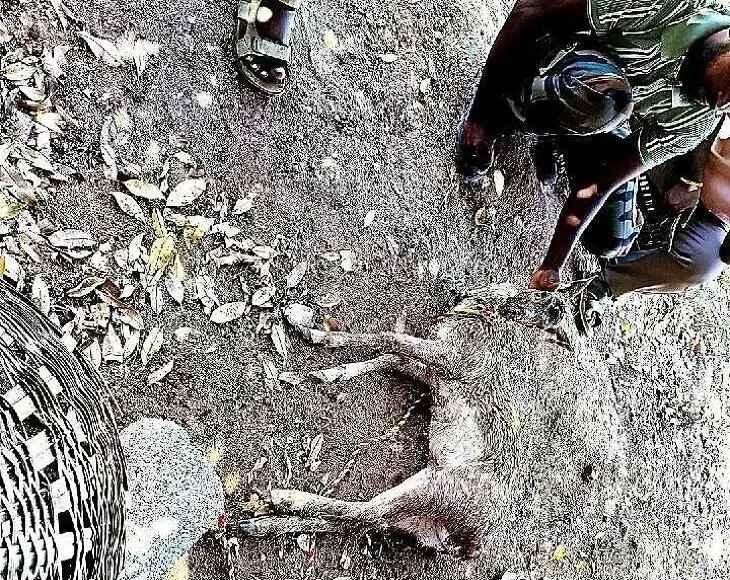 కుక్కల దాడిలో దుప్పి మృతి