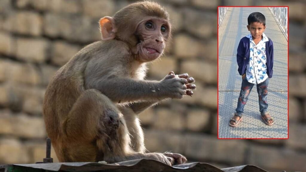 కోతుల కోసం పెట్టిన విషం లడ్డూ..