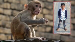 కోతుల కోసం పెట్టిన విషం లడ్డూ..