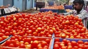 మదనపల్లెలో కిలో టమాటా రూ.28