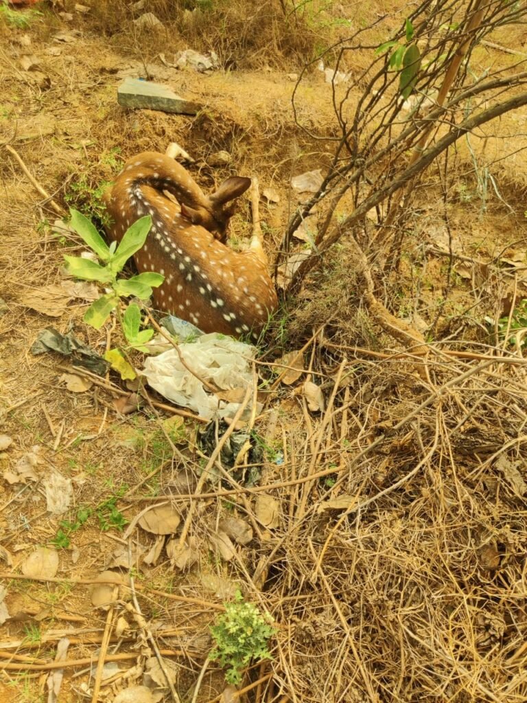 జింక మృతి