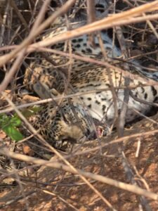 చిత్తూరు దొడ్డిపల్లి హౌసింగ్ కాలనీ వెనుక వైపు చిరుత సంచారం