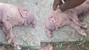 ఎపుడో చెప్పెను బ్రహ్మంగారు