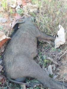 వేటగాళ్ల కరెంటు ఉచ్చుకు వణ్యప్రాణి బలి..