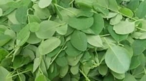 తినగ తినగ మునగ మేలు చేయు