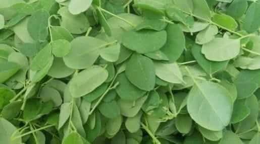 తినగ తినగ మునగ మేలు చేయు