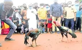 కోడిపందాలపై పోలీసులు ఆకస్మిక దాడి…