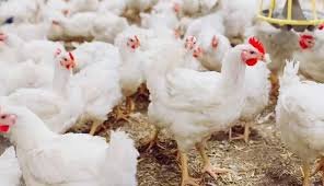 అన్నమయ్య జిల్లా బర్డ్ ఫ్లూ నేపథ్యంలో నిషేధిత జోన్ల ప్రకటన