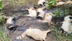 గాలివీడు లో విషతుల్య మేతతో 40 గొర్రెల మృతి