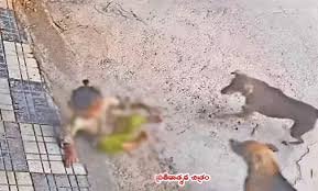 మూడేళ్ల చిన్నారిని పీక్కుతిన్న వీధికుక్కలు