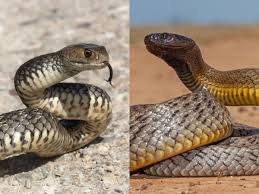 పాము కాటుకు చెక్ పెట్టే ‘కిసాన్ మిత్ర ఛడీ’ ఎలక్ట్రానిక్ పరికరం