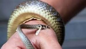 పాము కాటుకు చెక్ పెట్టే ‘కిసాన్ మిత్ర ఛడీ’ ఎలక్ట్రానిక్ పరికరం