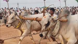 ఎద్దుల పరుష ప్రారంభం