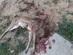 వాహనం ఢీకొని జింక మృతి