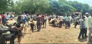 బక్రీద్‌ మేకలు, పొటేళ్లు సంత