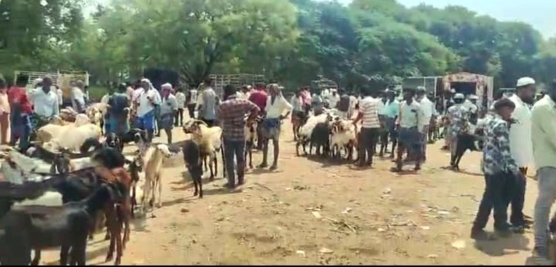 బక్రీద్‌ మేకలు, పొటేళ్లు సంత