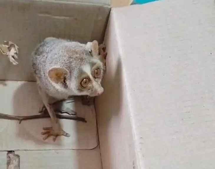 అరుదైన దేవాంగ పిల్లి దర్శనo