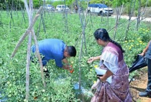 మామిడి, టమాటా తోటలను పరిశీలించిన కలెక్టర్