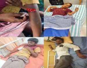 జీవీపురంలో అడవి పంది బీభత్సం