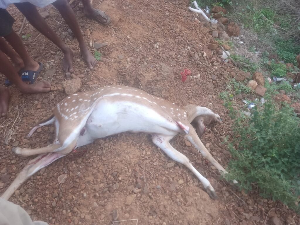 గుర్తుతెలియని వాహనం ఢీకొని జింక మృతి