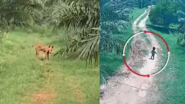 జ్ఞానేశ్వరి కేసులో కొత్త కోణం.. CCTVలో పెంపుడు కుక్క దృశ్యాలు