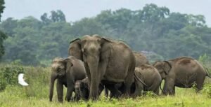 తిరుపతి జిల్లాలో ఏనుగుల బీభత్సం..!
