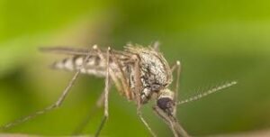 దోమలు నివారించండి