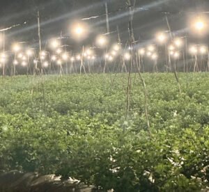 ఎల్‌ఈడి దీపాల వెలుగుల్లో చామంతులు