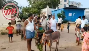 వర్షాల కోసం గాడిదల పెళ్లి నిర్వహించిన గ్రామస్థులు