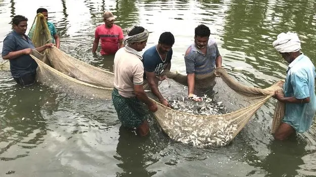 ఆక్వా రైతులు, ఫీడ్ కంపెనీలతో ప్రభుత్వం చర్చలు.