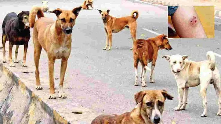 దర్శి మండలం, బొట్లపాలెంలో పిచ్చికుక్క స్వైరవిహారం..!