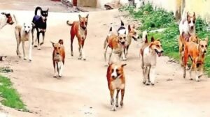 రాయచోటిలో కుక్కల బెడద.. ప్రజల ఆందోళన