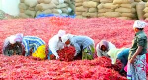ఒక్కసారిగ్గా పెరిగిన మిర్చి ధరలు