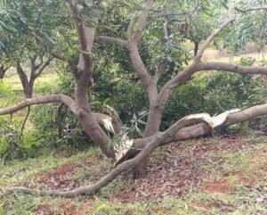 ఏనుగుల గుంపు బీభత్సం.. రైతుల పంటలు నేలమట్టం