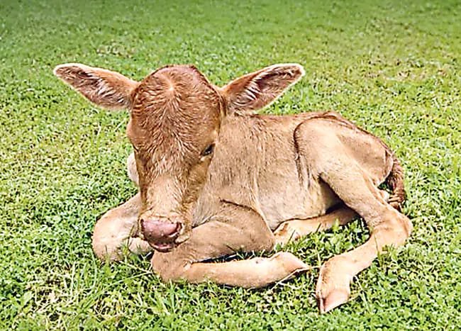 దేశీయ పశు జాతుల పరిరక్షణలో అస్సాం మరో కీలక ముందడుగు