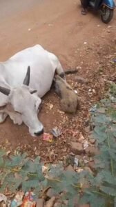 పంది పిల్ల ఆక‌లి తీర్చిన గోవు