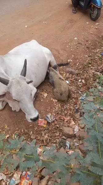 పంది పిల్ల ఆక‌లి తీర్చిన గోవు