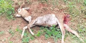 కుక్కల దాడిలో జింక మృతి