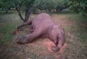 విద్యుత్‌ షాక్‌తో ఏనుగు మృతి….