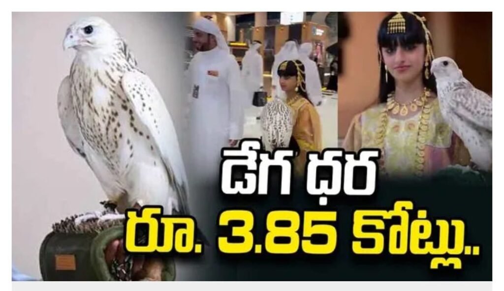 మేనకోడలి కోసం రూ.3.85 కోట్లు పెట్టి డేగను కొన్న అరబ్ వ్యక్తి..!!