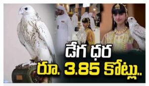 మేనకోడలి కోసం రూ.3.85 కోట్లు పెట్టి డేగను కొన్న అరబ్ వ్యక్తి..!!